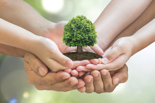 Familie mit Baum in den Händen